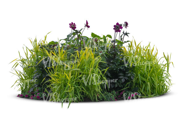 group of plants and flowers