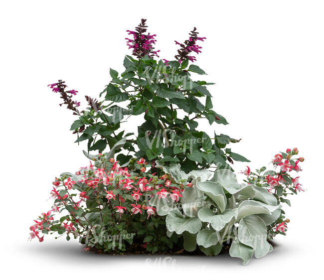 group of blooming flowers