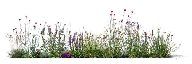 flowerbed with herbs