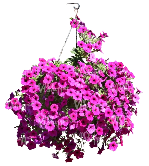 hanging basket with pink flowers