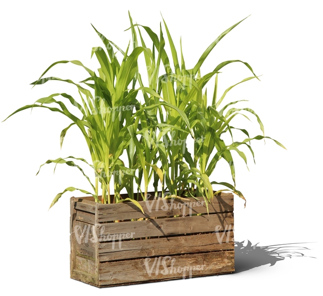 garden plant in a wooden crate cut out trees and plants
