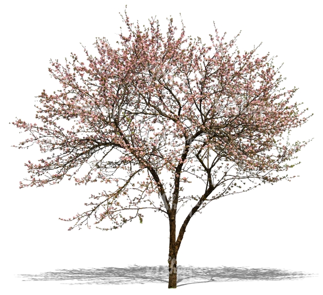 tree in full blossom