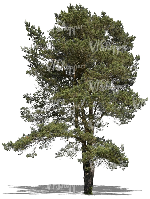 cut out big pine tree