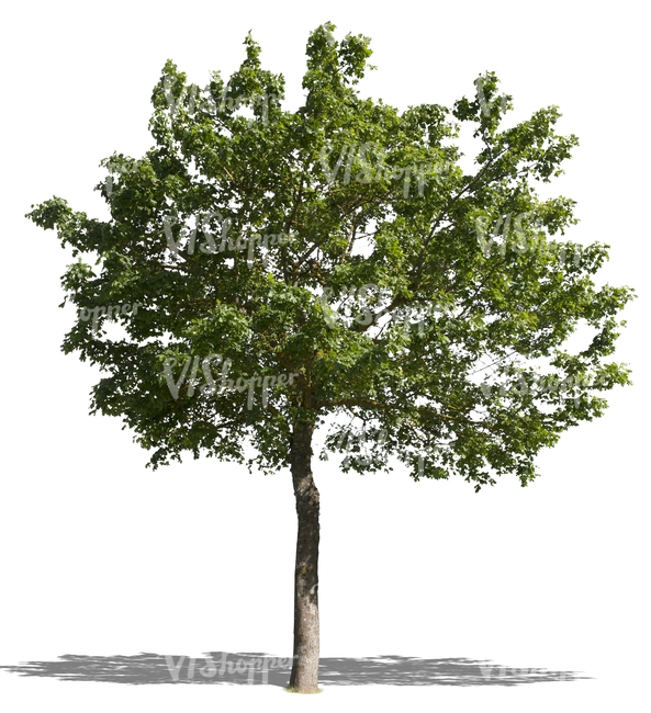 cut out medium maple tree