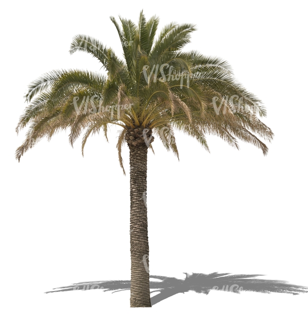 cut out big palm tree