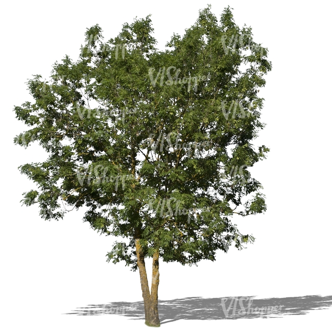 cut out medium size ash tree