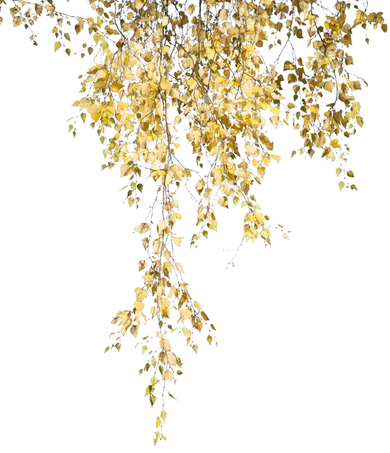 birch branch with yellow leaves