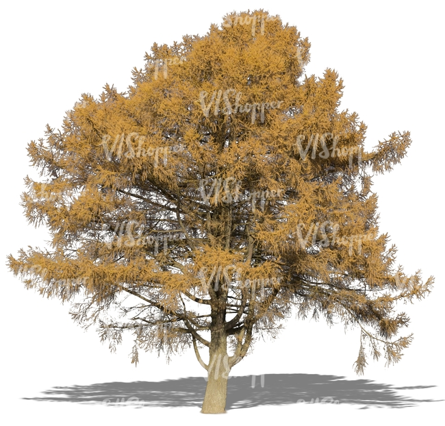 large larch in autumn with yellow leaves