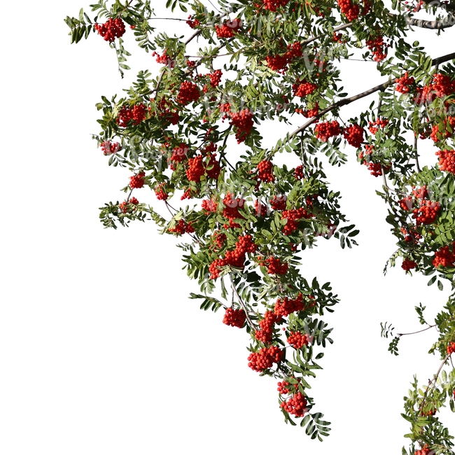 rowan branch with berries