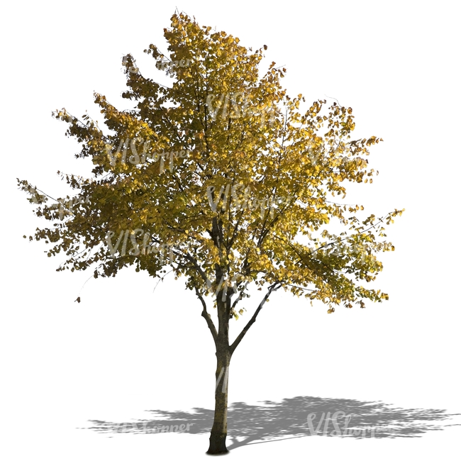 cut out lime tree with  yellow leaves