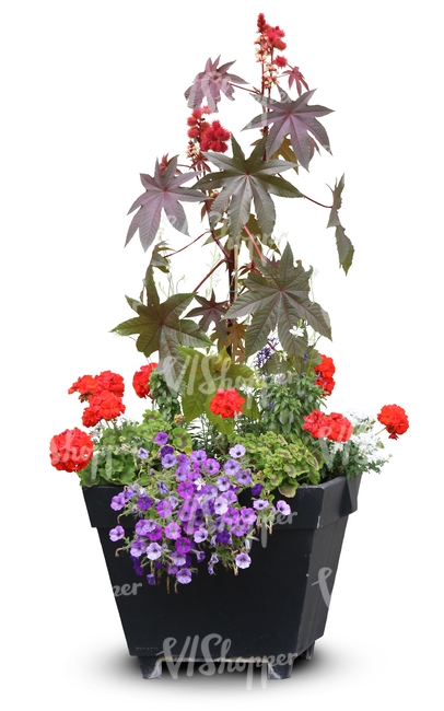 cut out white blooming phlox in a pot