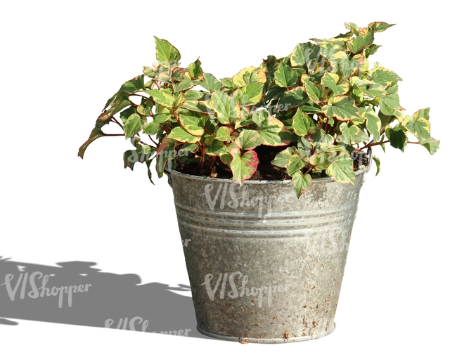 small plant in a decorative bucket