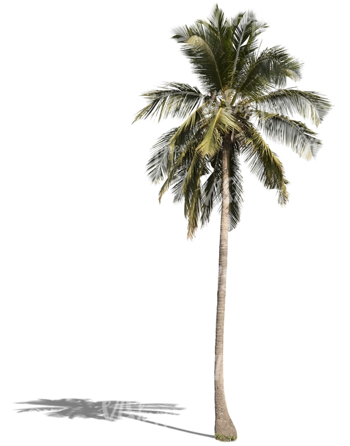 cut out tall palm tree