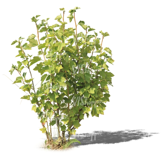 cut out small regular bush