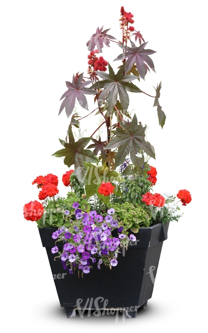 combination of flowers in a black pot