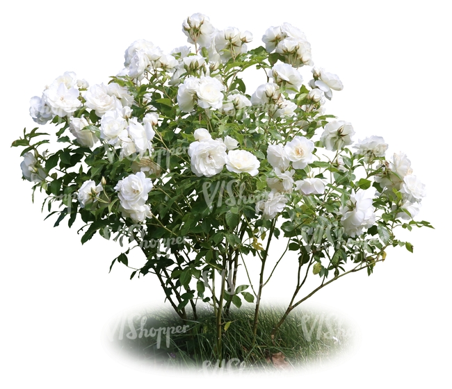 cut out blooming white rosebush