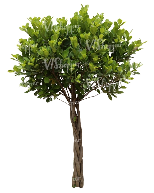 cut out small decorative tropical tree