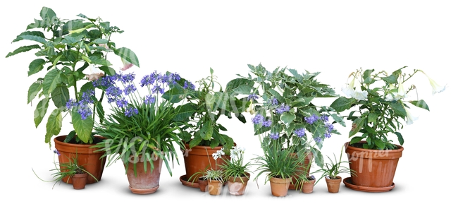 composition of potted flowers