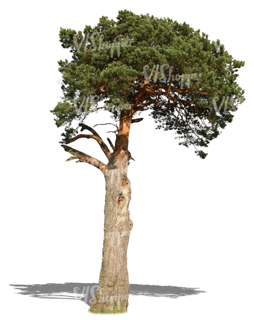 cut out old pine tree