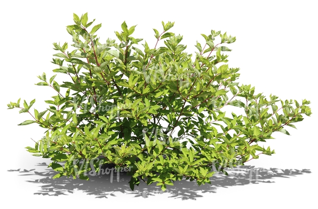 cut out ordinary bush