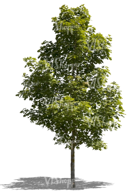 cut out medium size maple tree
