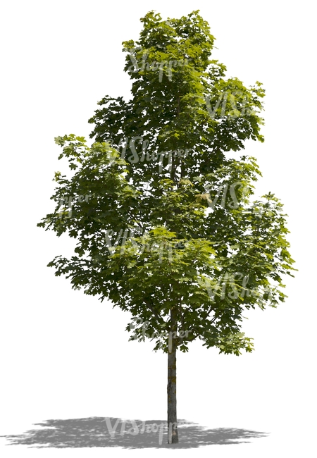 cut out medium size maple tree - cut out trees and plants ...