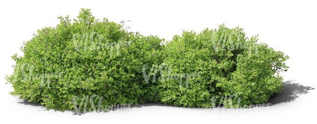 two cut out ordinary small bushes