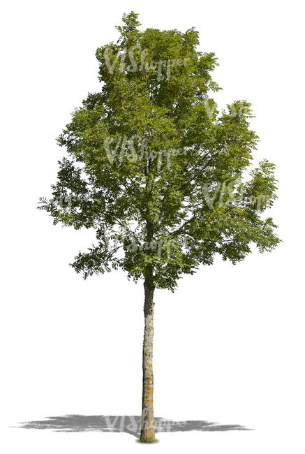 cut out small deciduous tree