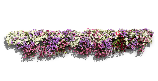 Cut out row of blooming flowers