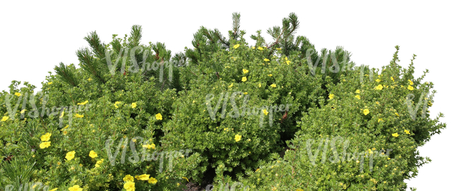 foreground bush with yellow blossoms