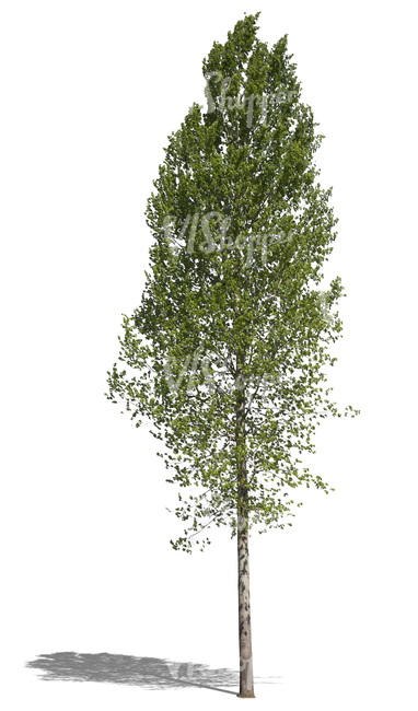 free cut out tall deciduous tree