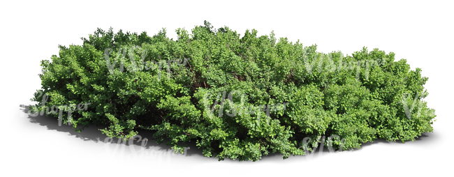 cut out thick shrub