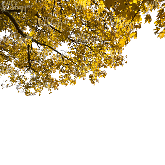 cut out maple branch with yellow leaves