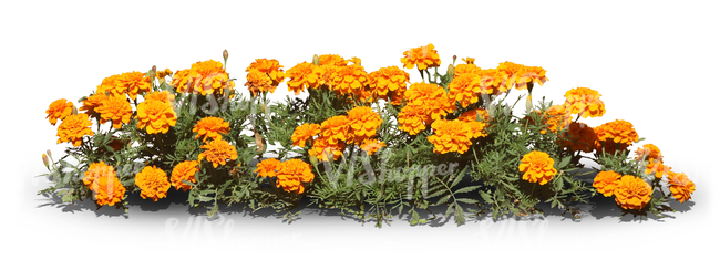 cut out row of orange flowers