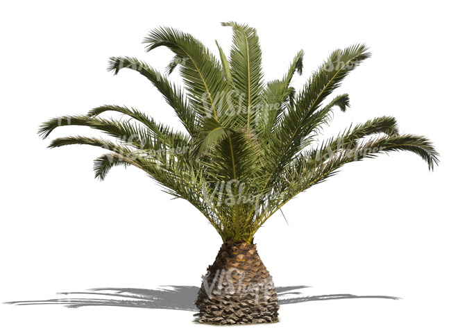 cut out medium size palm tree