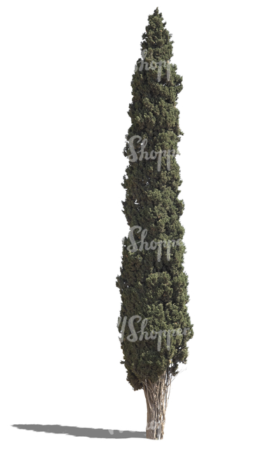 cut out tall cypress