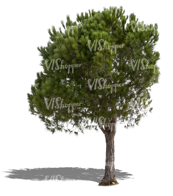 cut out medium size pine tree