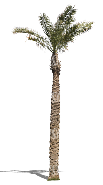 cut out tall palm tree with small leaves