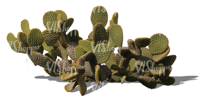 cut out cactus