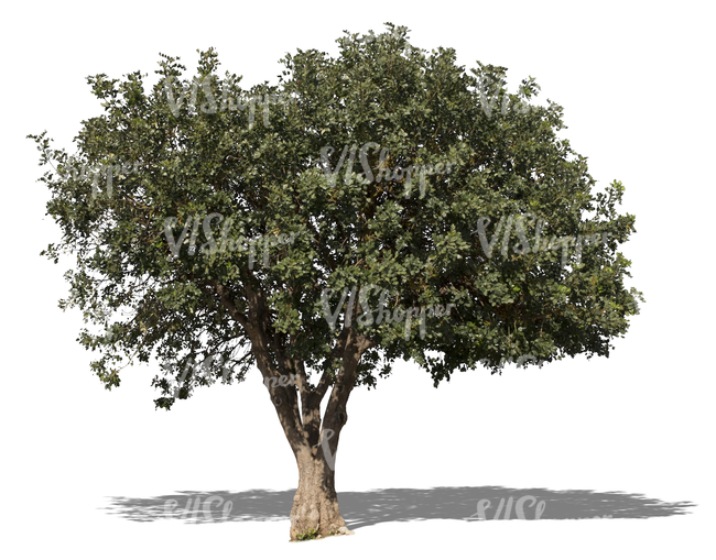 cut out medium size mediterranean tree