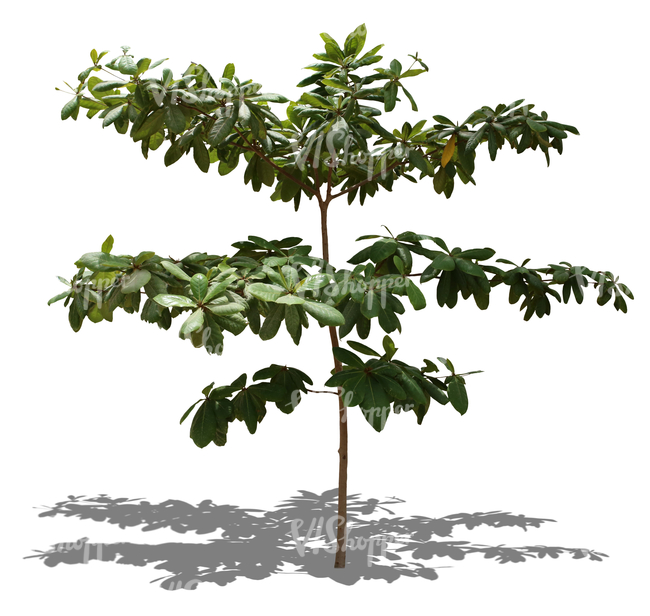 cut out small tropical tree with big leaves