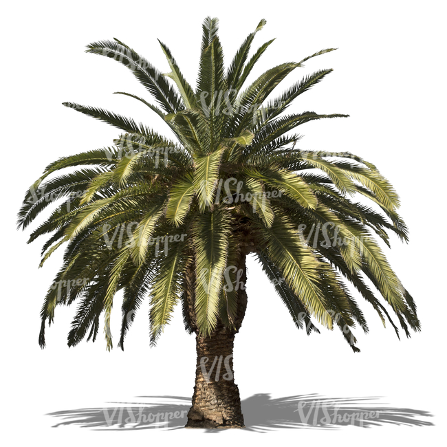 cut out low-growing palm tree