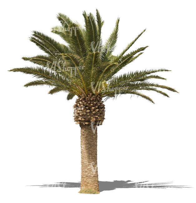 cut out small palm tree