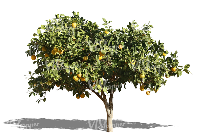 cut out orange tree with fruits