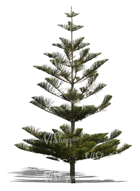 cut out Norfolk island pine tree