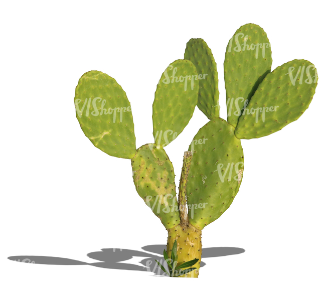 cut out small cactus in sunlight