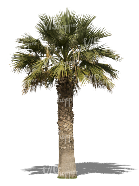 cut out big palm tree