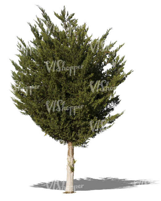 cut out medium tropical tree