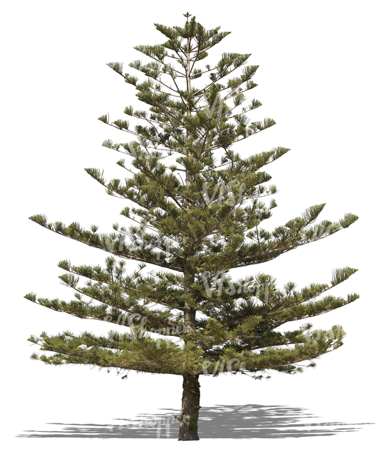 cut out Norfolk island pine