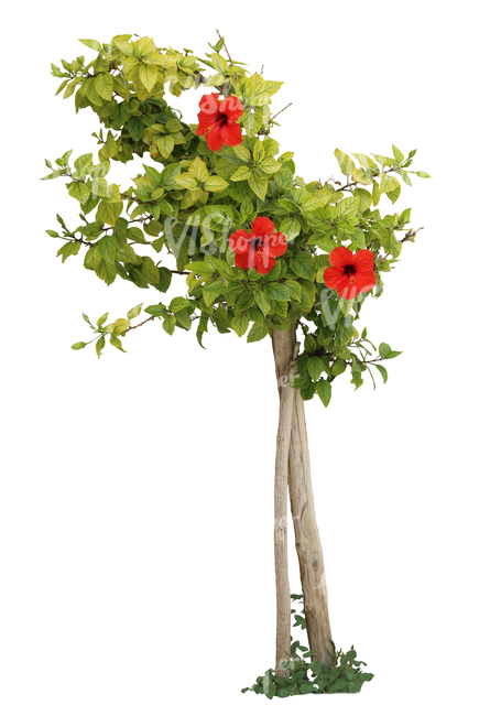 cut out plant with red blossoms